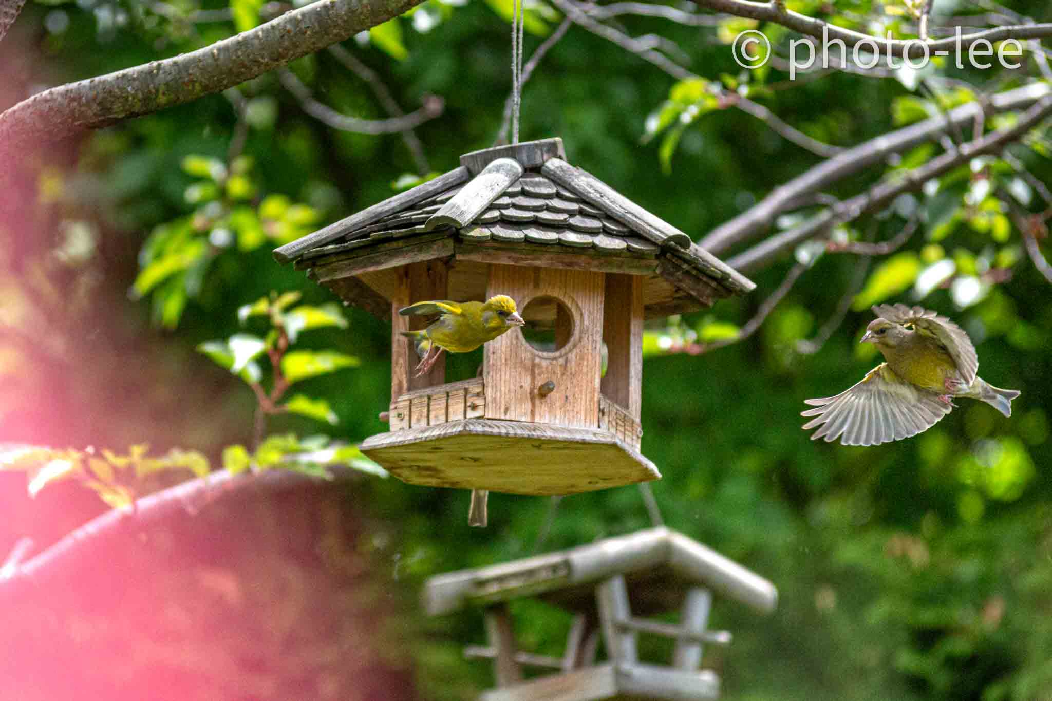 Ein Grünfinkpaar tanzt um das Vogelhaus
