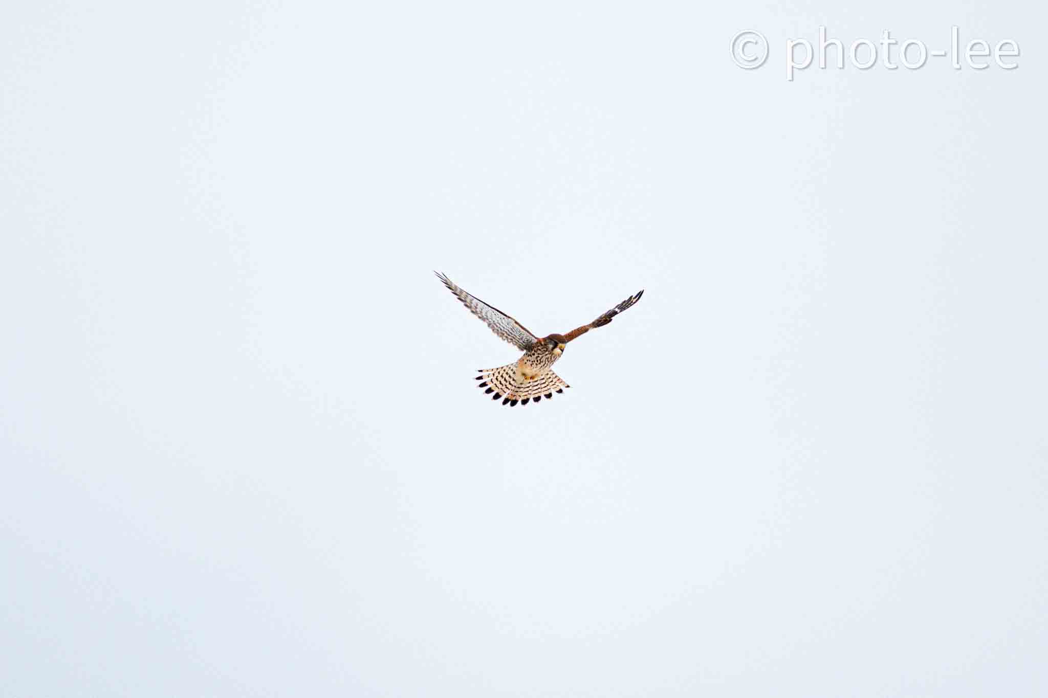 Ein Turmfalke gleitet über dem Feld und sucht nach Beute