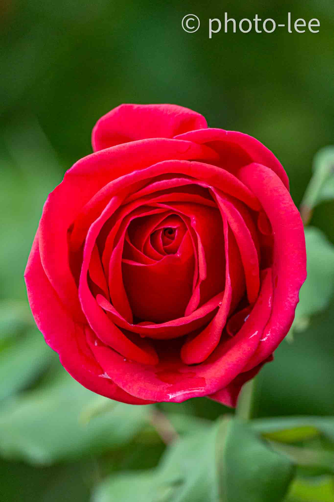 Nahaufnahme einer roten Rose