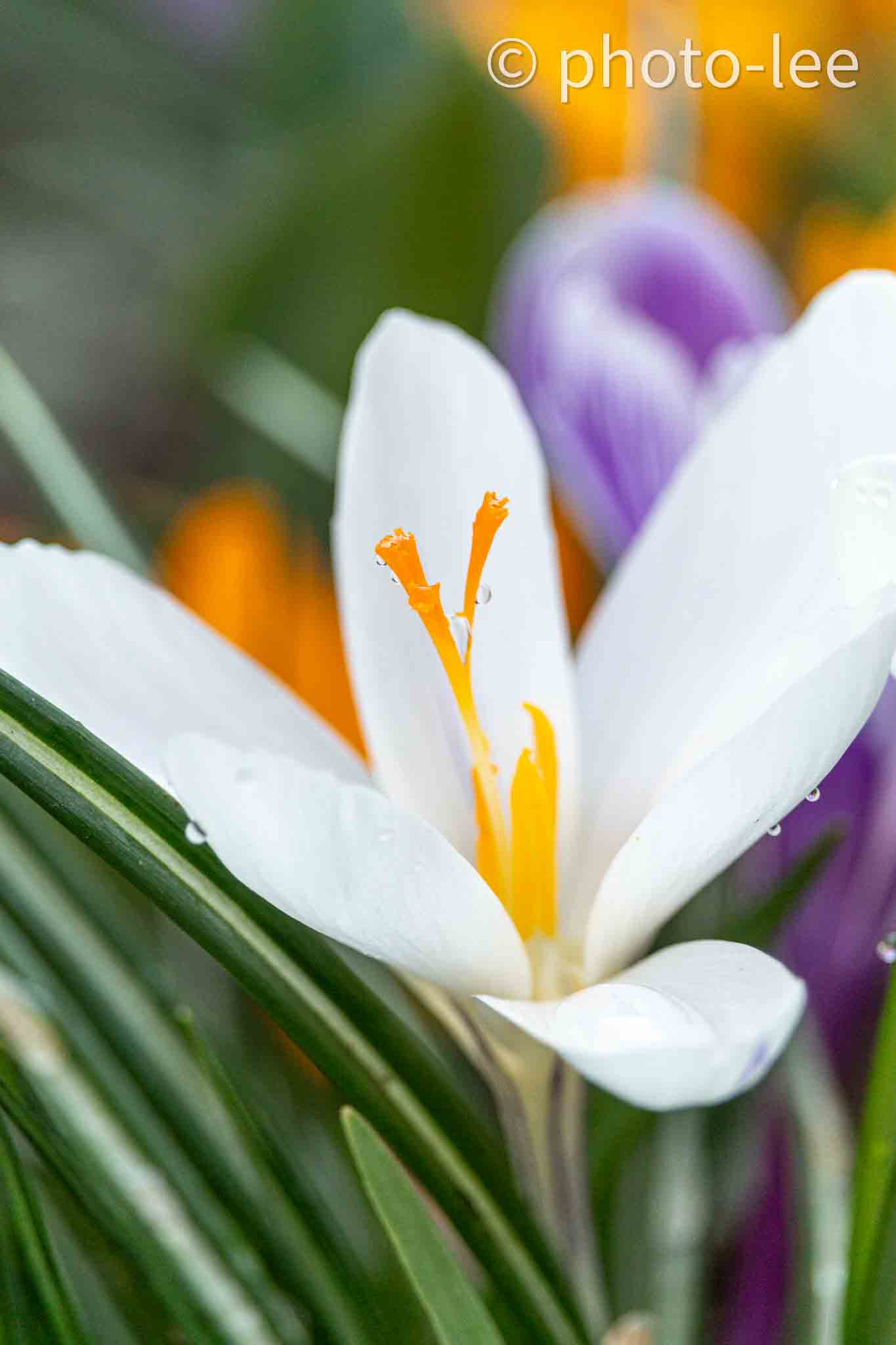 Nahaufnahme eines weißen Krokos mit kleinen Wassertropfen