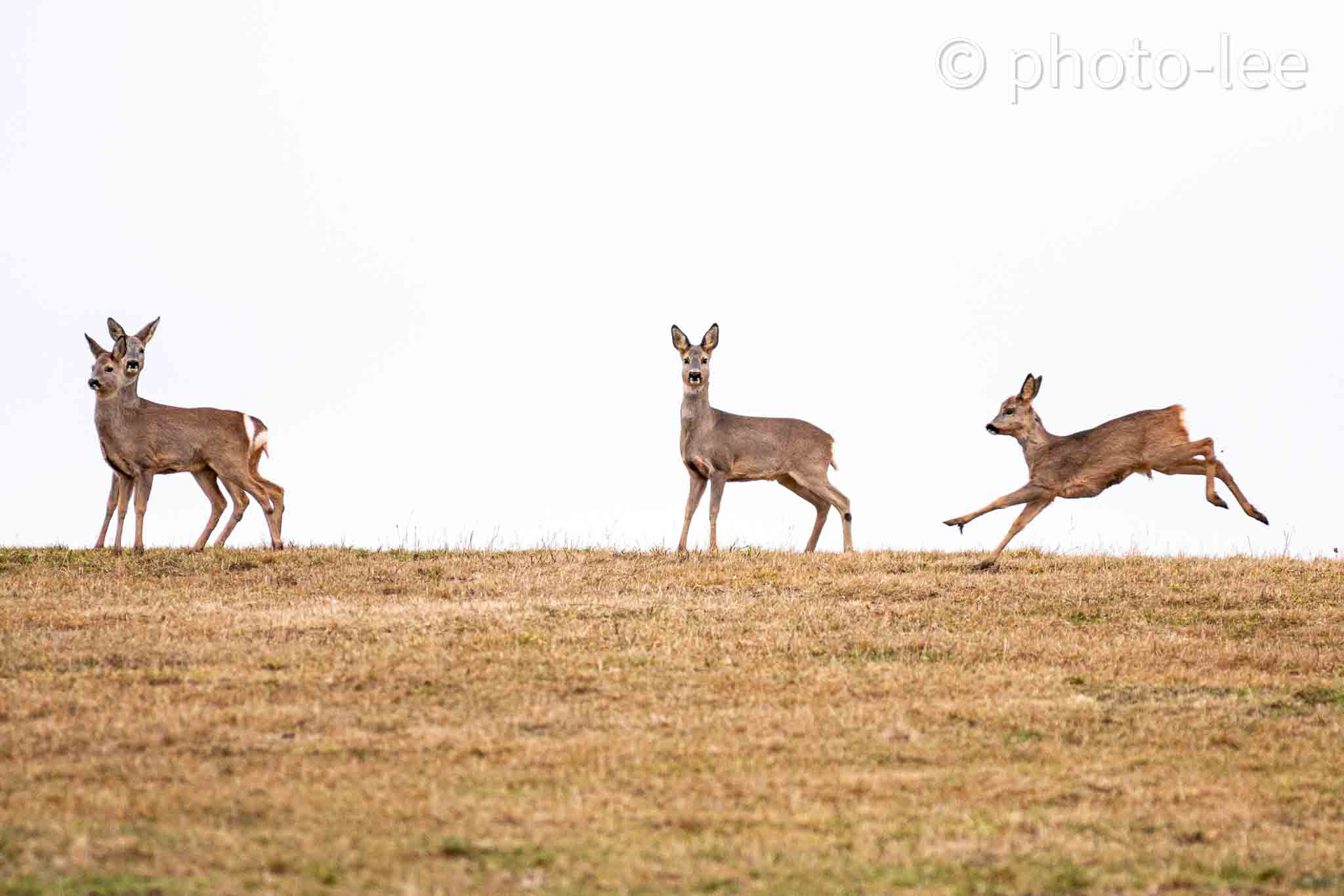 Vier Rehe am Feldrand, eines bleibt stehen und guckt direkt in die Kamera