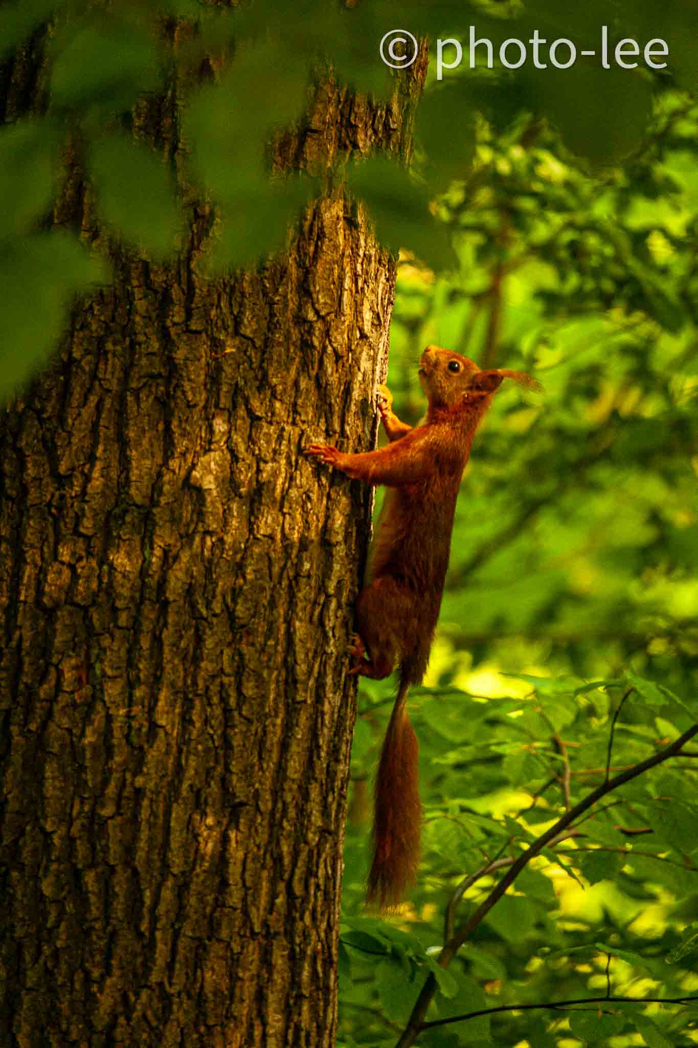 Ein rotes Eichhörnchen klettert einen Baum hinauf