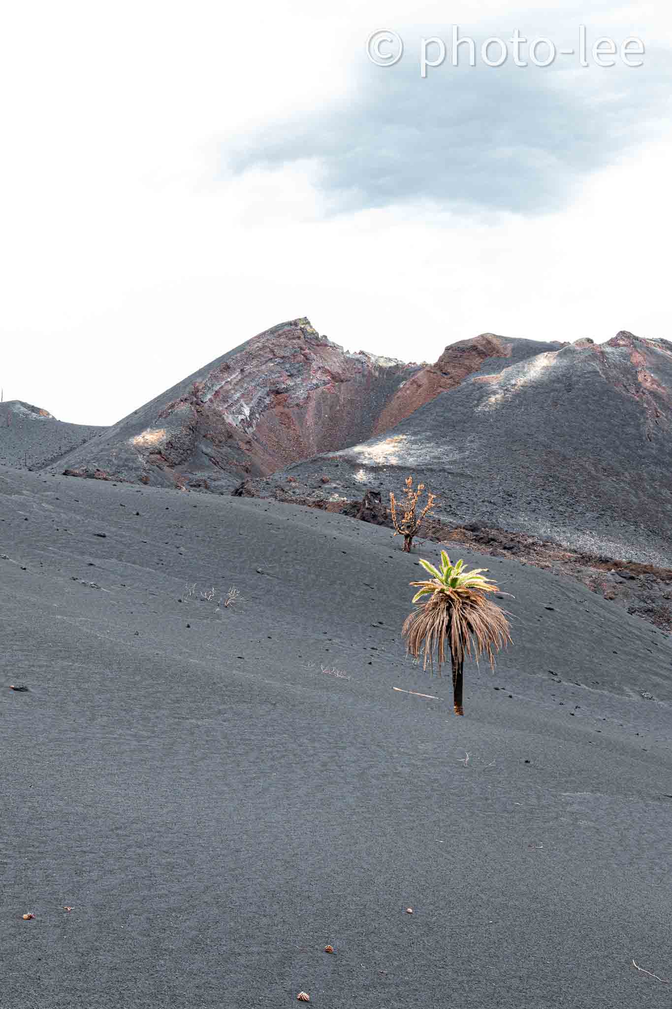 Vor dem Krater des Tajogaite steht eine halbverbrannte Palme auf dem Aschefeld