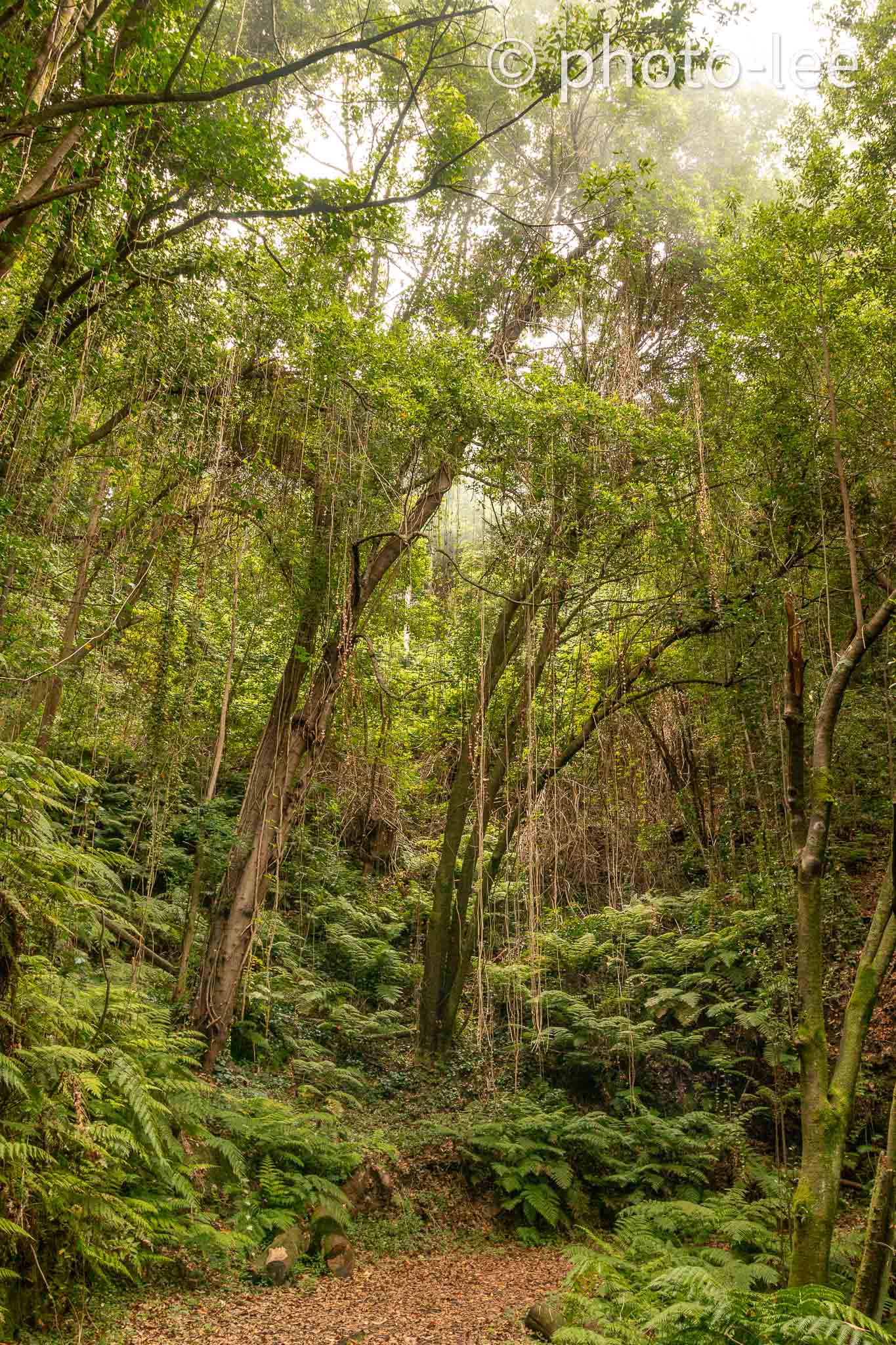 Zwei große verrankte Bäume im Urwald La Palmas