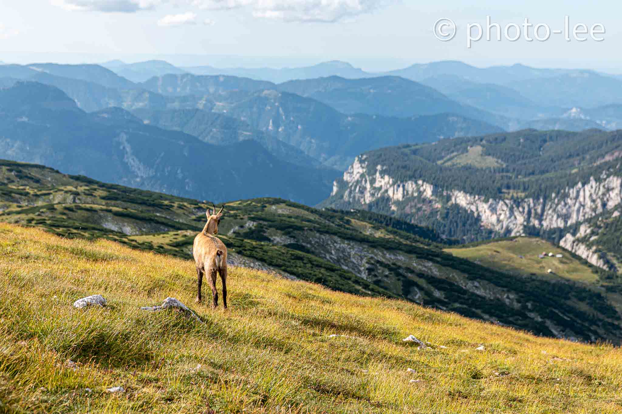 Eine Bergziege steht auf der Heukuppe und blickt auf die Bergaussicht