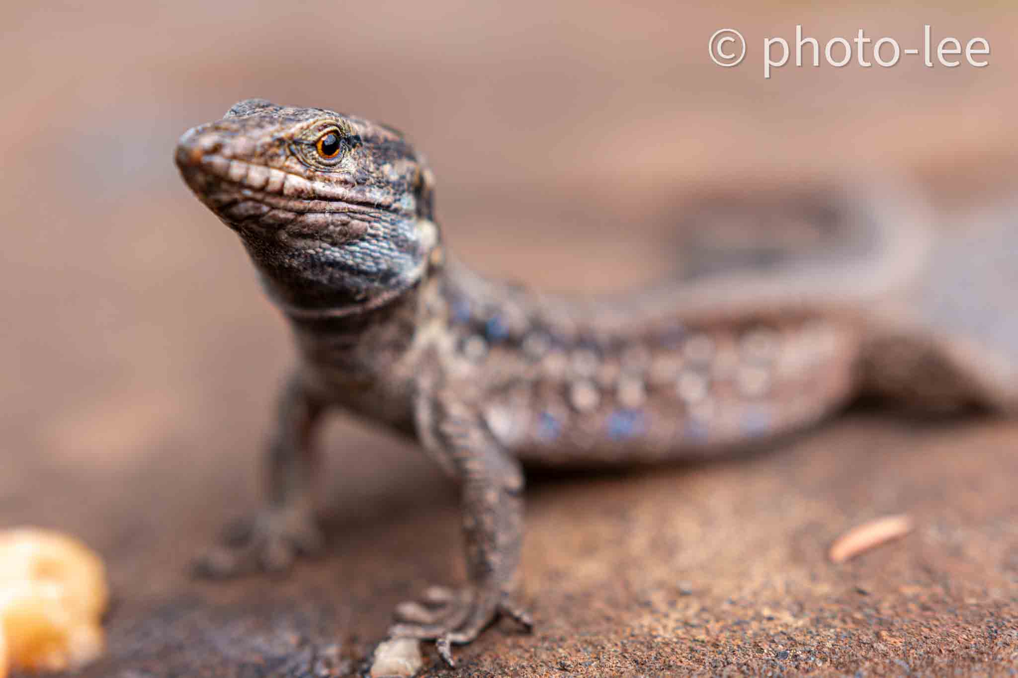 Nahaufnahme einer Eidechse, welche neugierig in die Kamera blickt