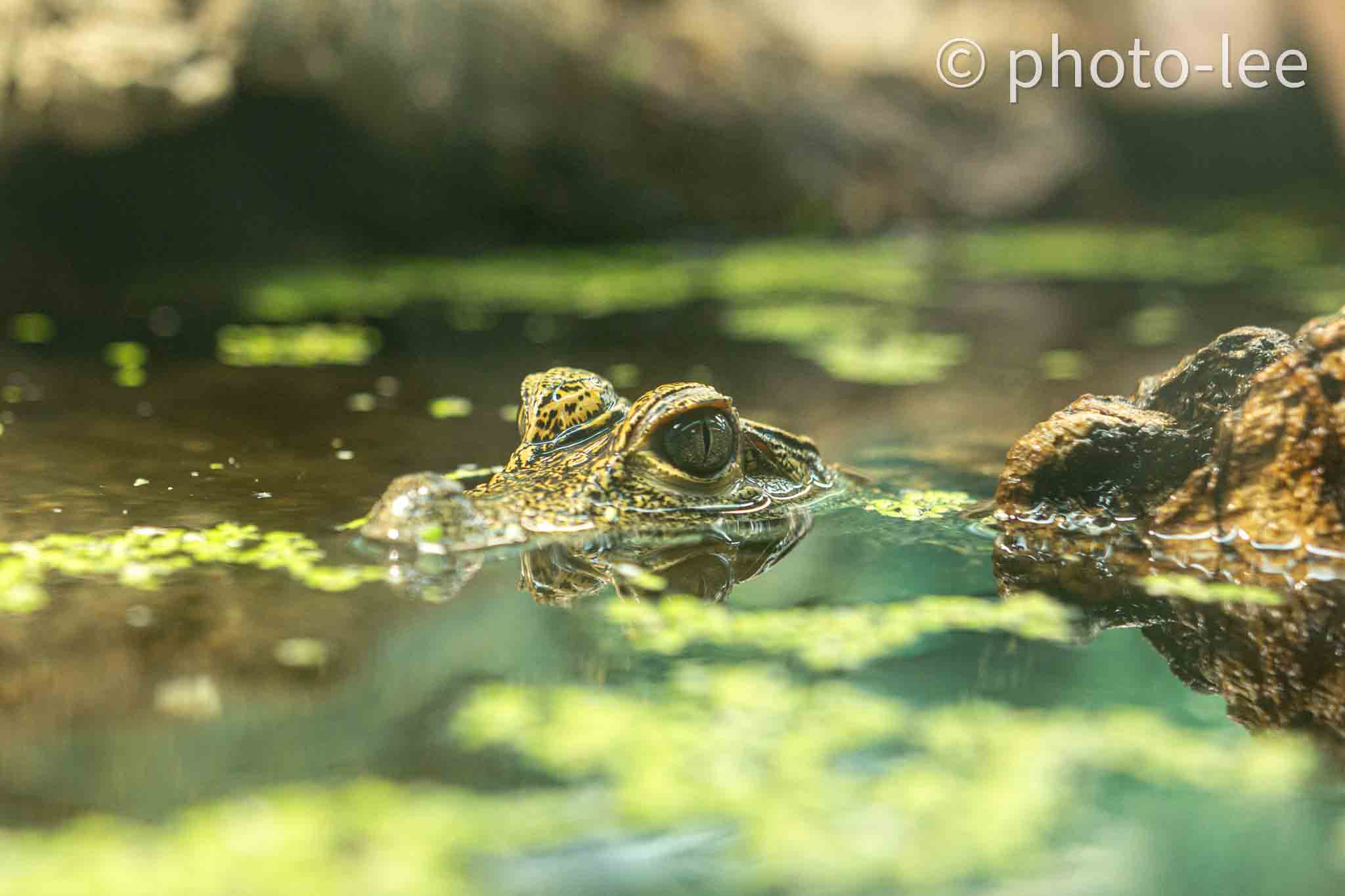 Ein kleines Krokodil schwimmt im Aquarium